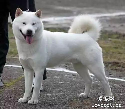 北海道犬的体态特征及生活习性