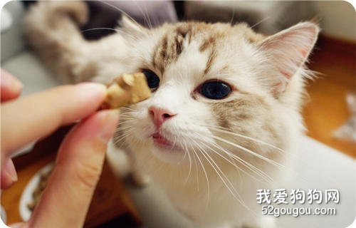 猫冻干怎么做 按照这么做就行了！