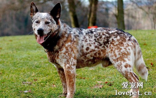 什么是澳大利亚牧牛犬？澳大利亚牧牛犬的样貌特征和生活习性