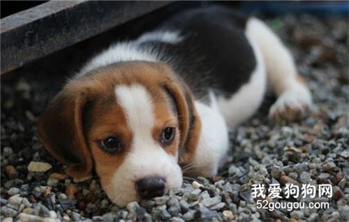 母犬产后抽搦症如何治疗？