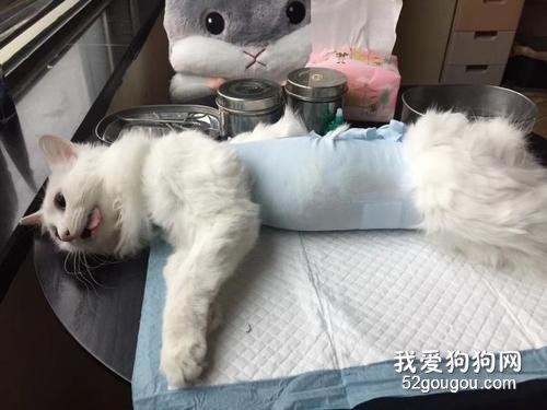 猫咪绝育