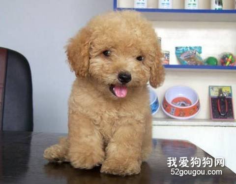 迷你贵宾犬