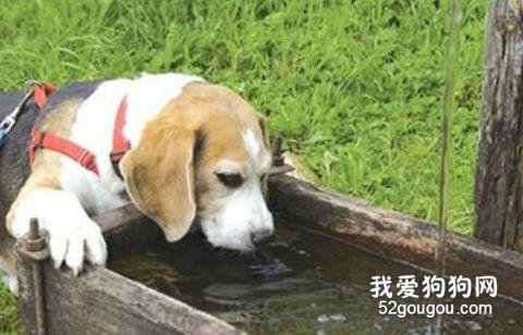 狗狗喝水