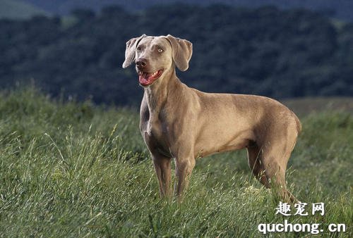 威玛猎犬怎么养?威玛猎犬智商排名