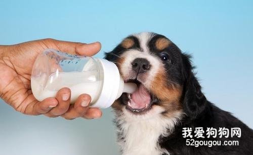 狗狗母乳不足的解决办法都有哪些