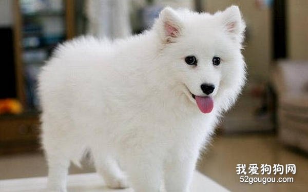 日本银狐犬要怎么打理