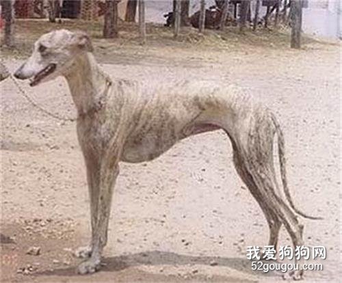 灵缇犬