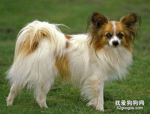 蝴蝶犬修毛