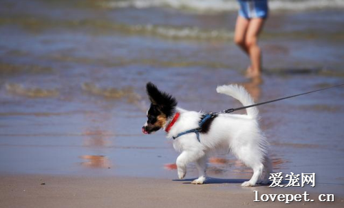 蝴蝶犬怎样训练好？这五招，能够帮上你！