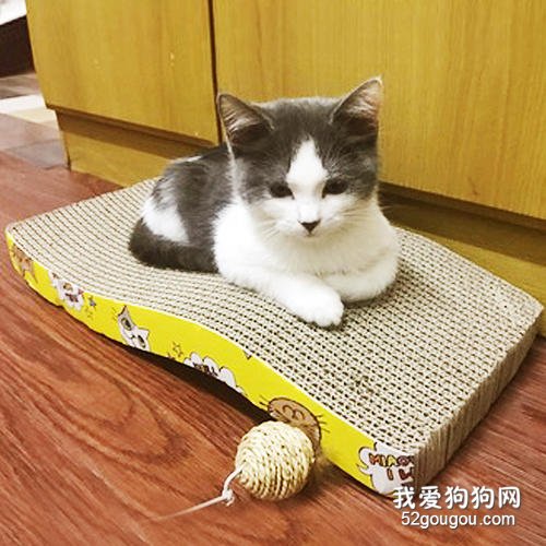 养小猫要准备哪些东西 只买必需品！