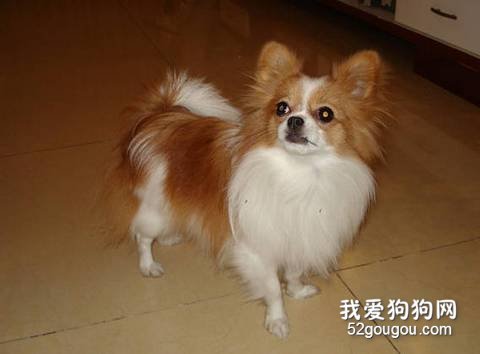 饲养蝴蝶犬