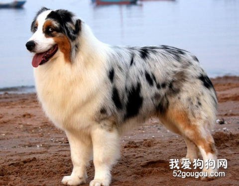 澳大利亚牧羊犬