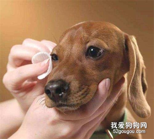 狗狗“流眼泪”是伤心吗？不，原因有6个！