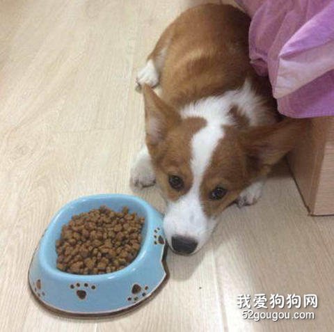 狗狗挑食