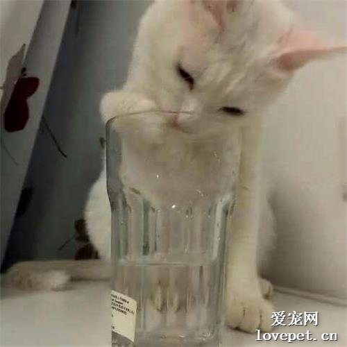 猫为什么喜欢把桌子上的东西推下去？