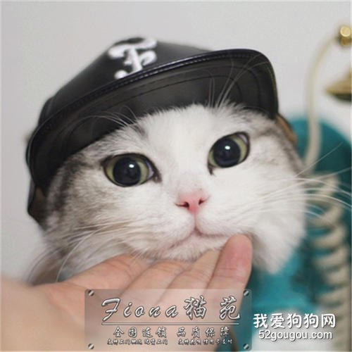 你的猫咪有没有肾脏的问题？