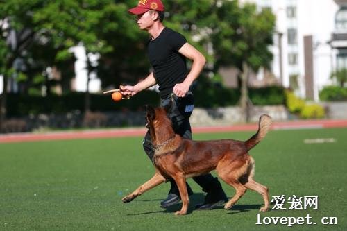 做训犬师有什么危害