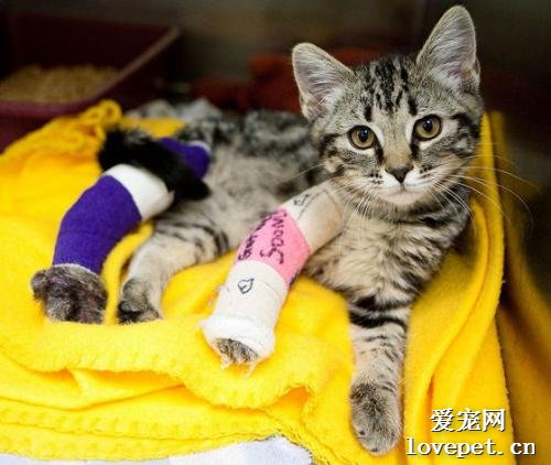 猫咪骨折怎么办？猫咪意外骨折处理方法