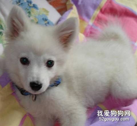 饲养银狐犬