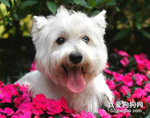 狗狗低血糖怎么办 幼犬和母犬都需要注意哦！