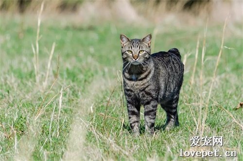 6种独特的短尾猫品种，美国和日本短尾猫上榜