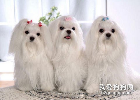 马尔济斯犬美容