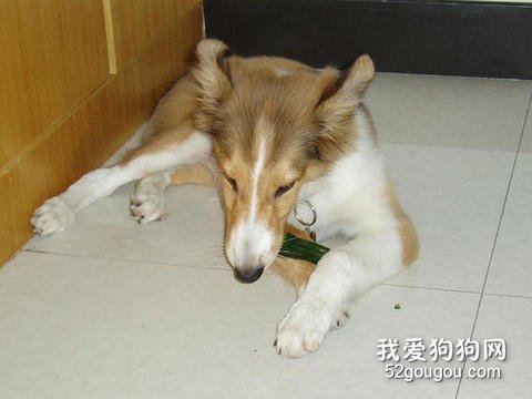 狗狗有味