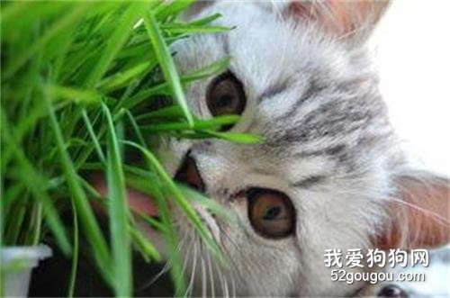 猫咪多大可以吃猫草?吃猫草有什么好处吗?