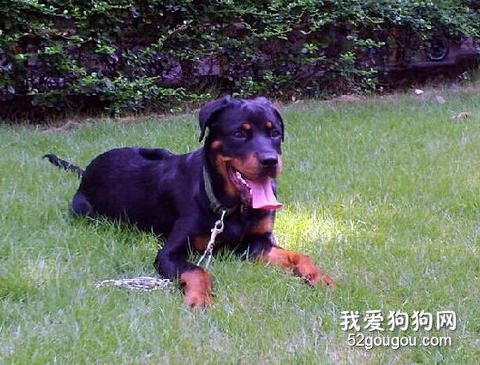 罗威纳犬美容