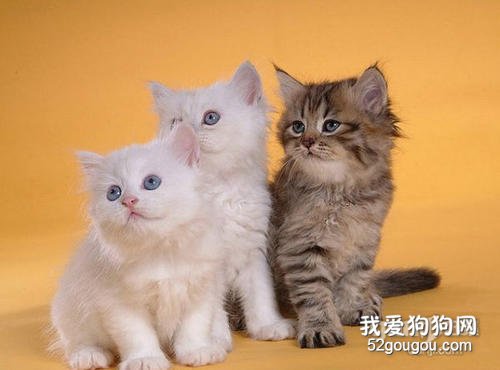 猫咪喜欢什么颜色 