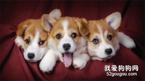 喂养柯基犬必须了解它的5大缺陷