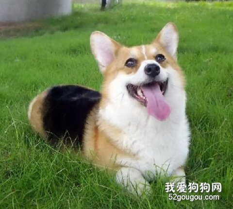 训练柯基犬