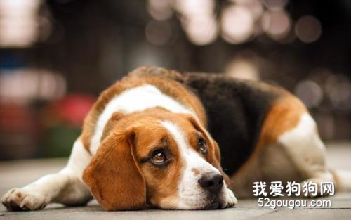 怎么正确喂养比格犬?