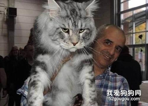 猫咪换主人会难过吗