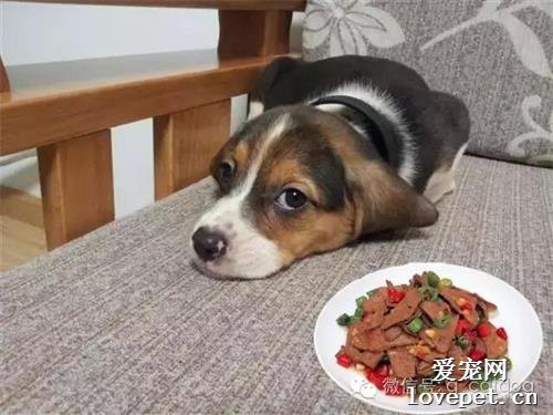 这些食物狗狗绝不能吃，你都知道吗？