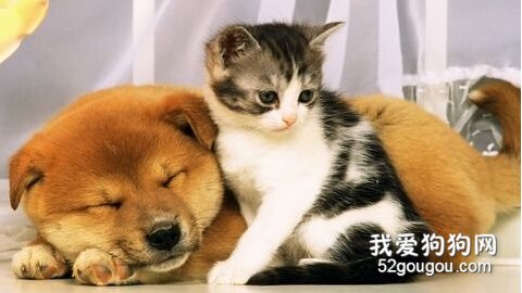 狗狗和猫咪