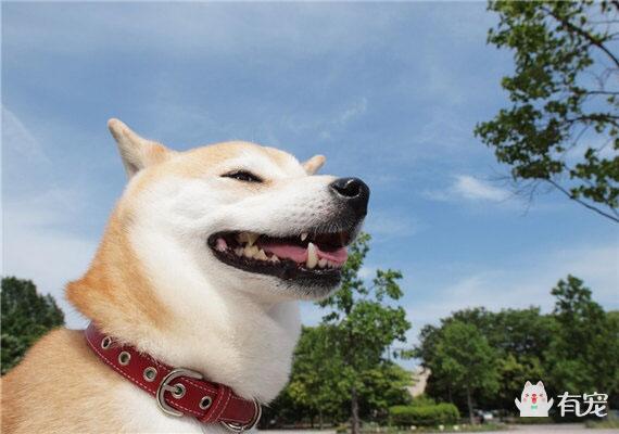 日本的”外交官“——秋田犬