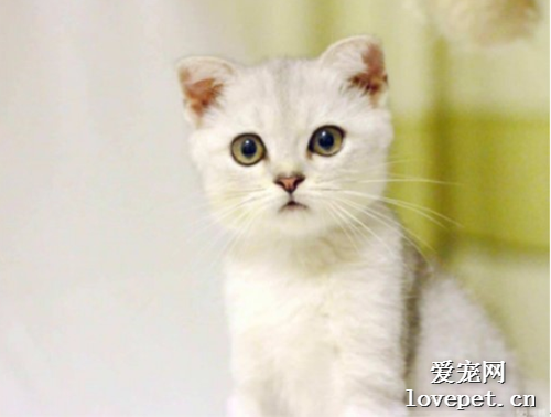 猫咪为什么会流产 猫咪流产的原因有哪些？