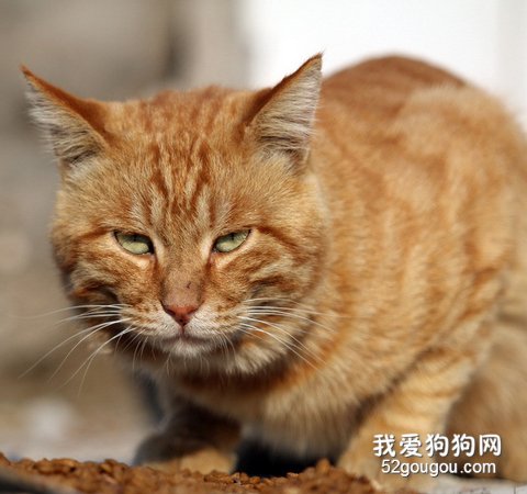 猫咪注射疫苗