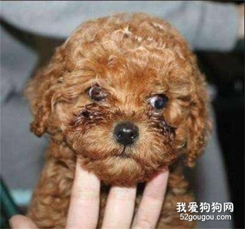 饲养泰迪犬，这些优缺点你最好先了解！