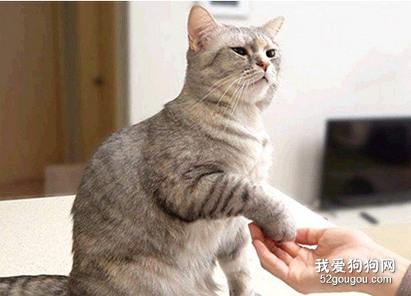 猫咪训练