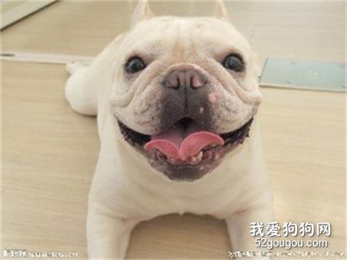 法国斗牛犬性格特点与优缺点_小可爱宠物网