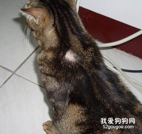 猫咪掉毛