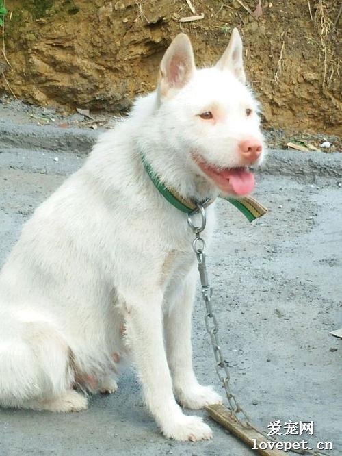 什么是正宗的下司犬？下司犬的体貌和特征有哪些？