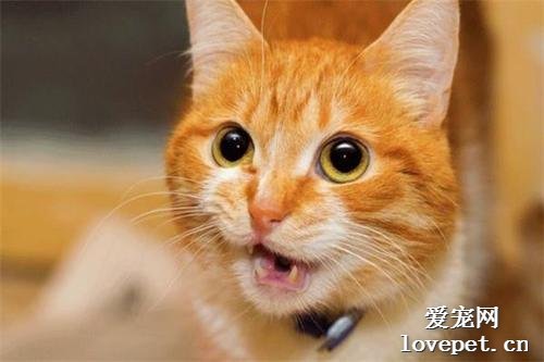 室内养猫让猫咪保持健康和快乐的4个要点