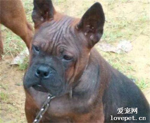 什么是重庆犬？重庆犬的体貌体征和生活习性是什么？