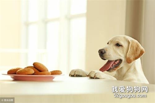 不想狗狗讨食？4大方法，杜绝狗狗讨食行为！