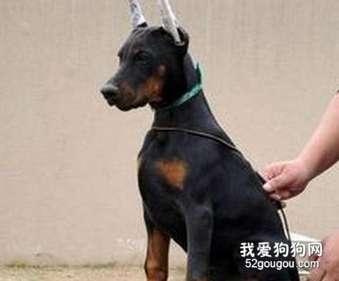 杜宾犬美容