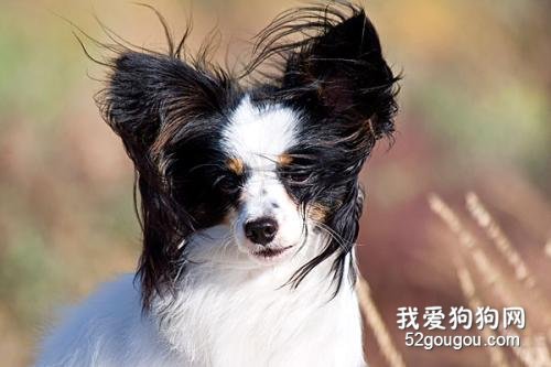 蝴蝶犬的6大优点，让你爱不释手