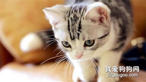 猫丢了怎么找回来 黄金时间你掌握了吗？